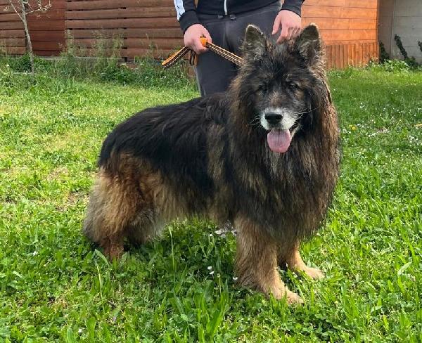 Elvis Pastore Tedesco